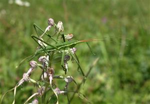 Saga pedo na rastline Himantoglossum adriaticum.