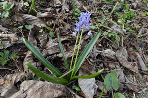 Scilla kladnii