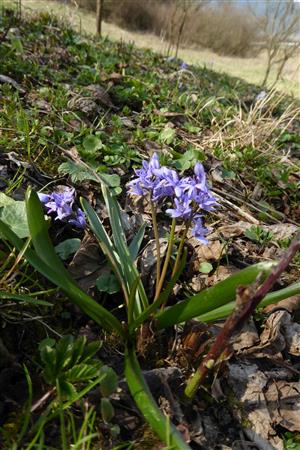 Scilla kladnii
