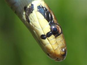Zamenis longissimus