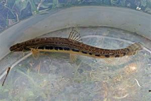 Cobitis elongatoides