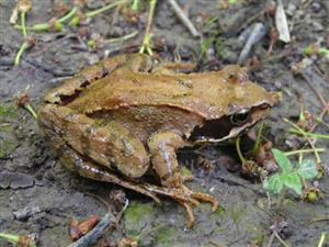 Rana temporaria