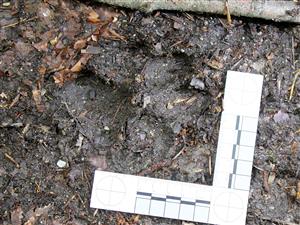 Lynx lynx stopa