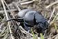 Lethrus apterus