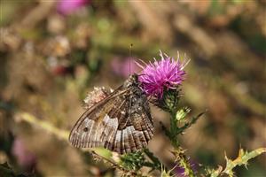 Hipparchia semele