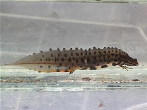 Triturus vulgaris