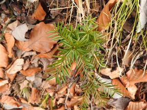Taxus.
