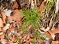 Taxus.