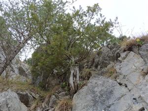 Taxus.