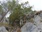 Taxus.