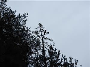 Corvus.