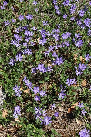 Vinca herbacea