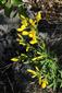 Corothamnus procumbens