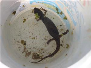 Triturus vulgaris