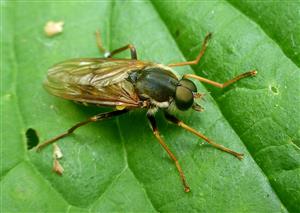 Coenomyia ferruginae