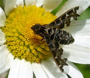 Exoprosopa jacchus