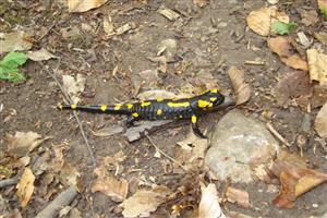Salamandra salamandra