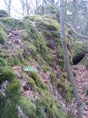 Silikátové skalné steny so štrbinovou vegetáciou