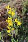 Corothamnus procumbens