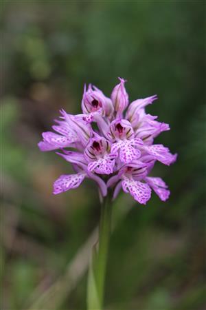 Orchis tridentata