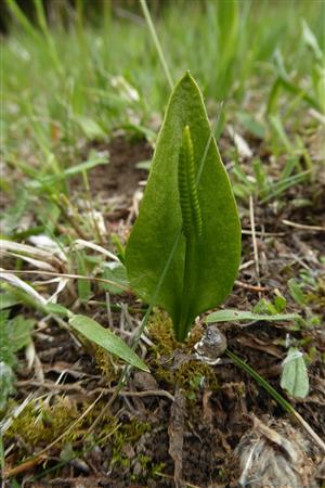 Ophioglossum vulgatum