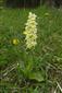 Orchis pallens