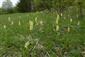 Orchis pallens