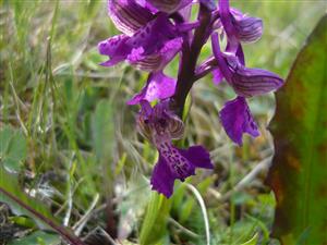 Orchis morio 