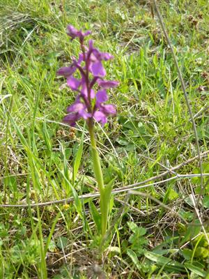 Orchis morio