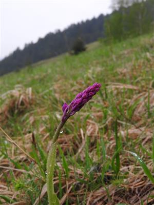 Orchis mascula.