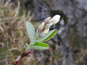 Amelanchier ovalis.