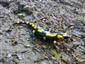 salamandra škvrnitá