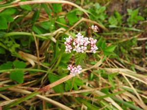 Valeriana simplicifolia