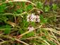 Valeriana simplicifolia