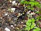 salamandra škvrnitá