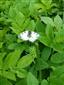 Parnassius mnemosyne