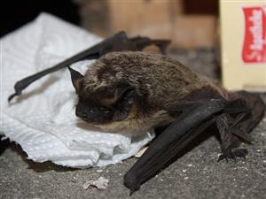 Vespertilio murinus