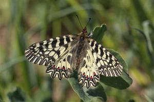 Zerynthia polyxena