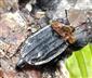 Oiceoptoma thoracica (Linnaeus, 1758)