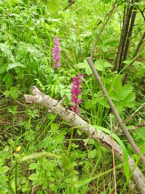 Orchis mascula