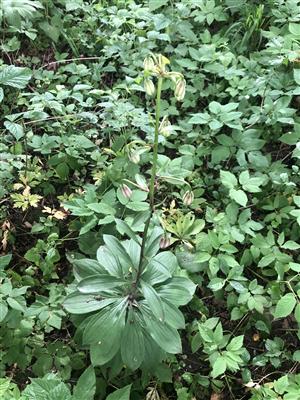 Ľaľia zlatohlavá (Lilium martagon)