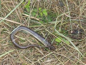 Zamenis longissimus