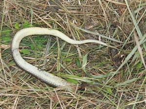 Zamenis longissimus
