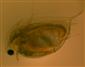 Daphnia pulex LEYDIG, 1860