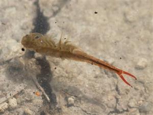 Branchipus schaefferi