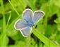 Plebejus argus (Linnaeus, 1758)