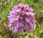 Orchis tridentata