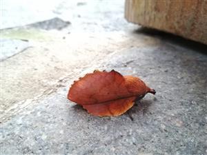 Gastropacha quercifolia
