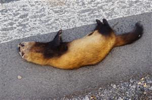 Mustela eversmanii