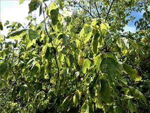 Negundo aceroides 